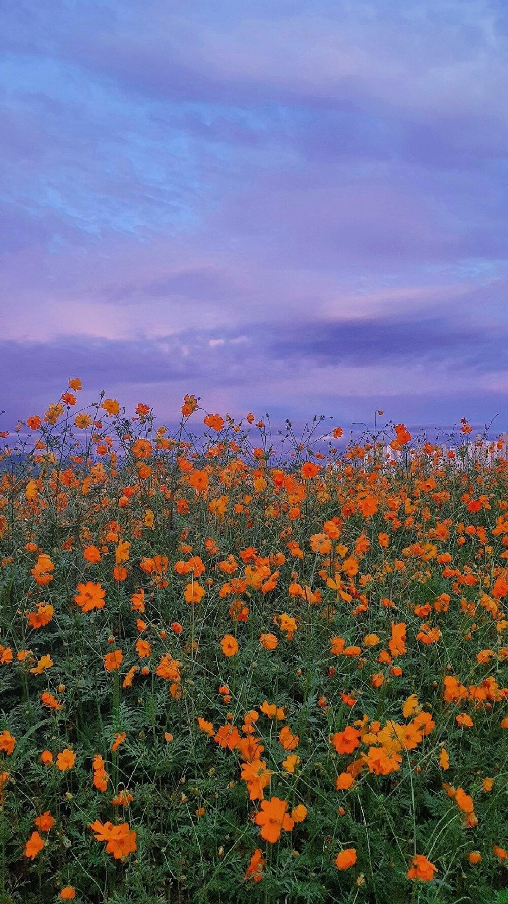 你用过最好看的头像或壁纸是什么样的