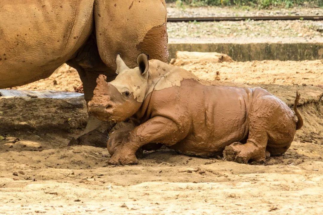 动物 | 它唯一的天敌是人类,关于犀牛的20个冷知识!