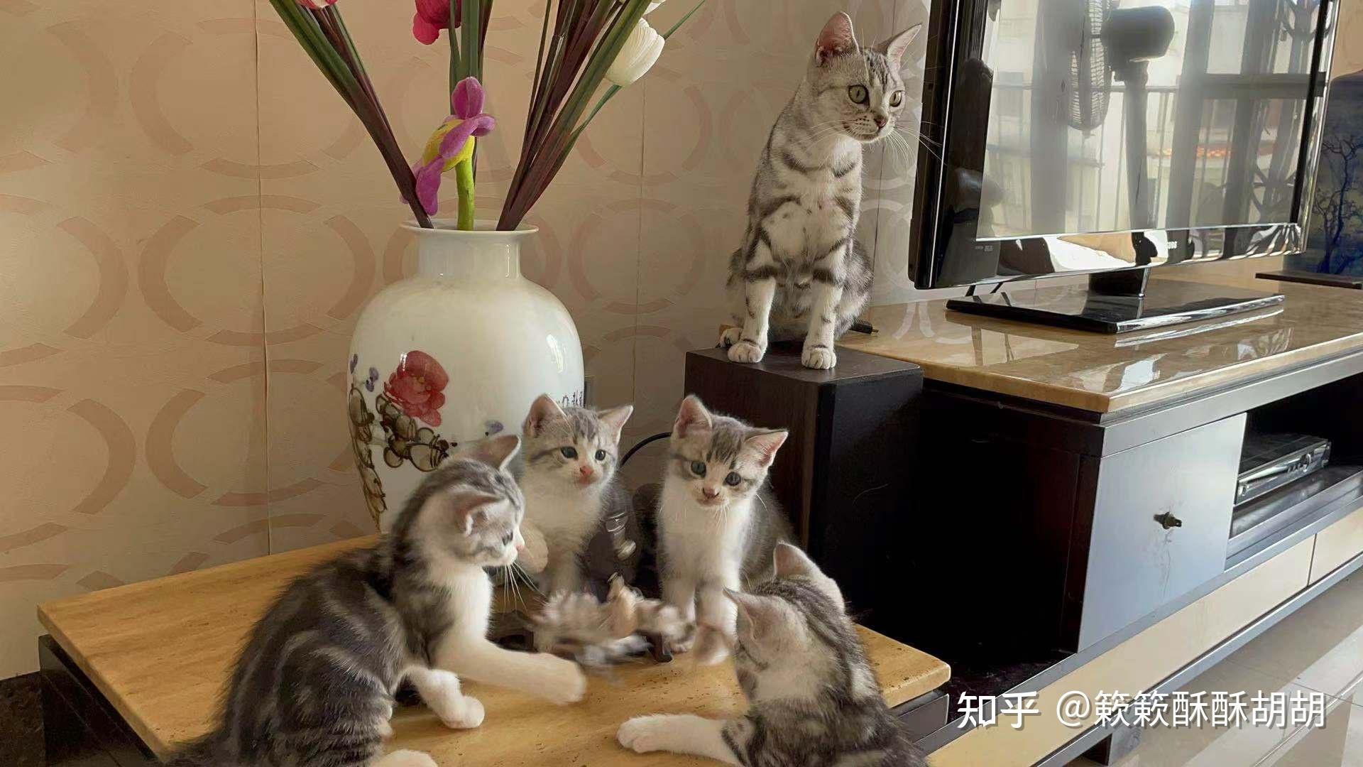 布偶串美短孩子长大啥样呢? - 知乎