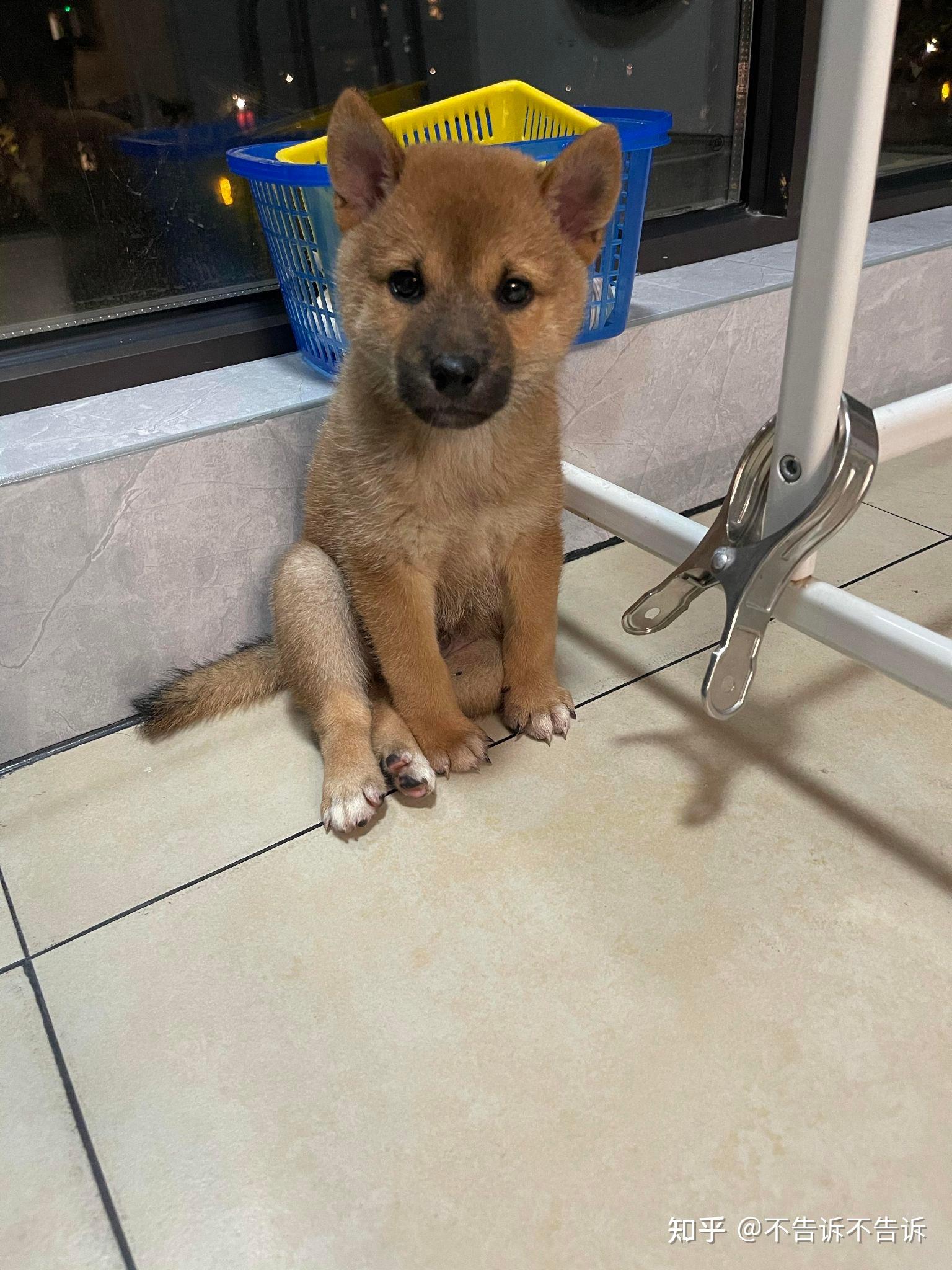 我对象送了我只柴犬,怎么我越看越像土狗,求大家鉴别?