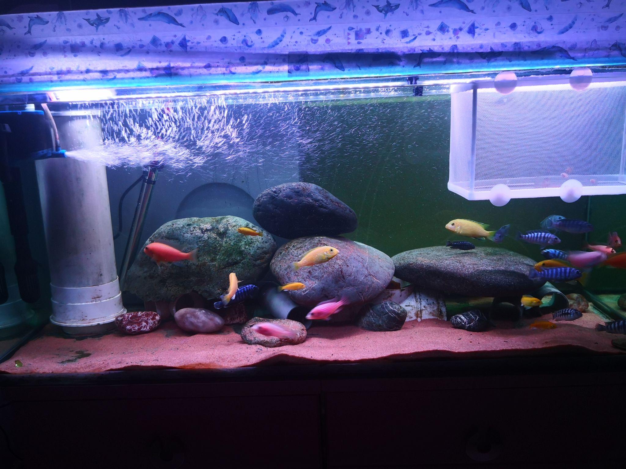 买了个60cm的裸缸养什么鱼好