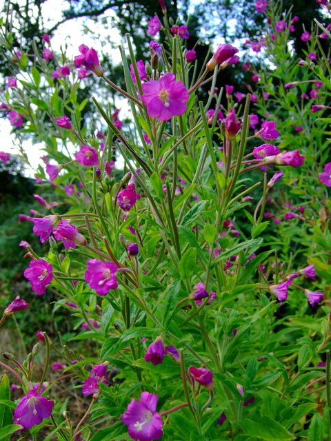 静看花开 柳叶菜