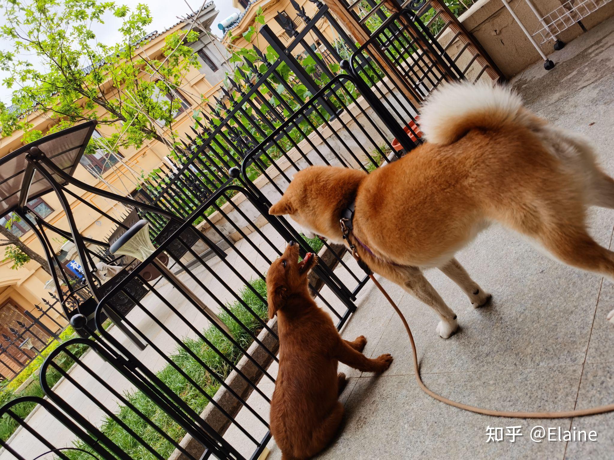 柴犬和泰迪生出来的狗会是什么样子? - 知乎