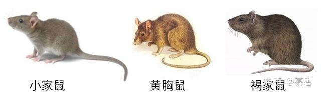 灭老鼠公司必须了解老鼠的生活习性有哪些?