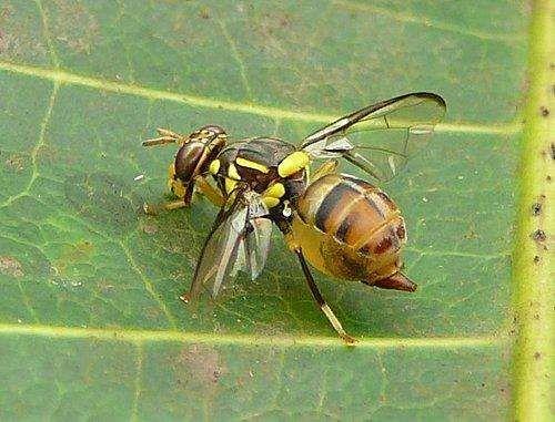 请问这是芒果蝇吗