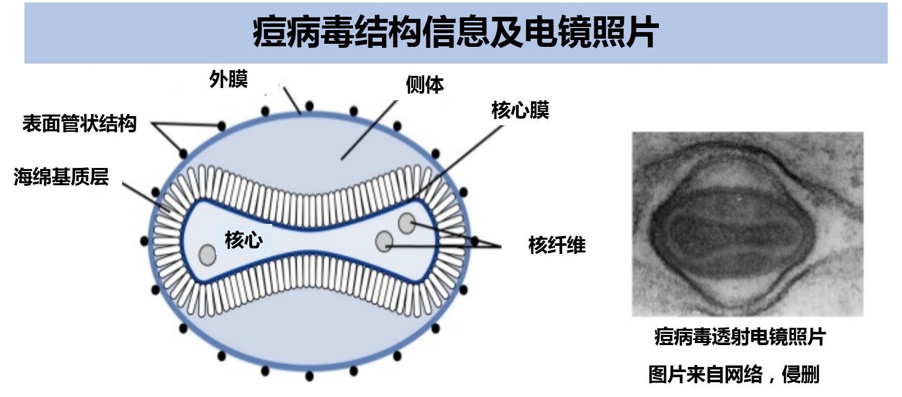 天花病毒形态结构图片