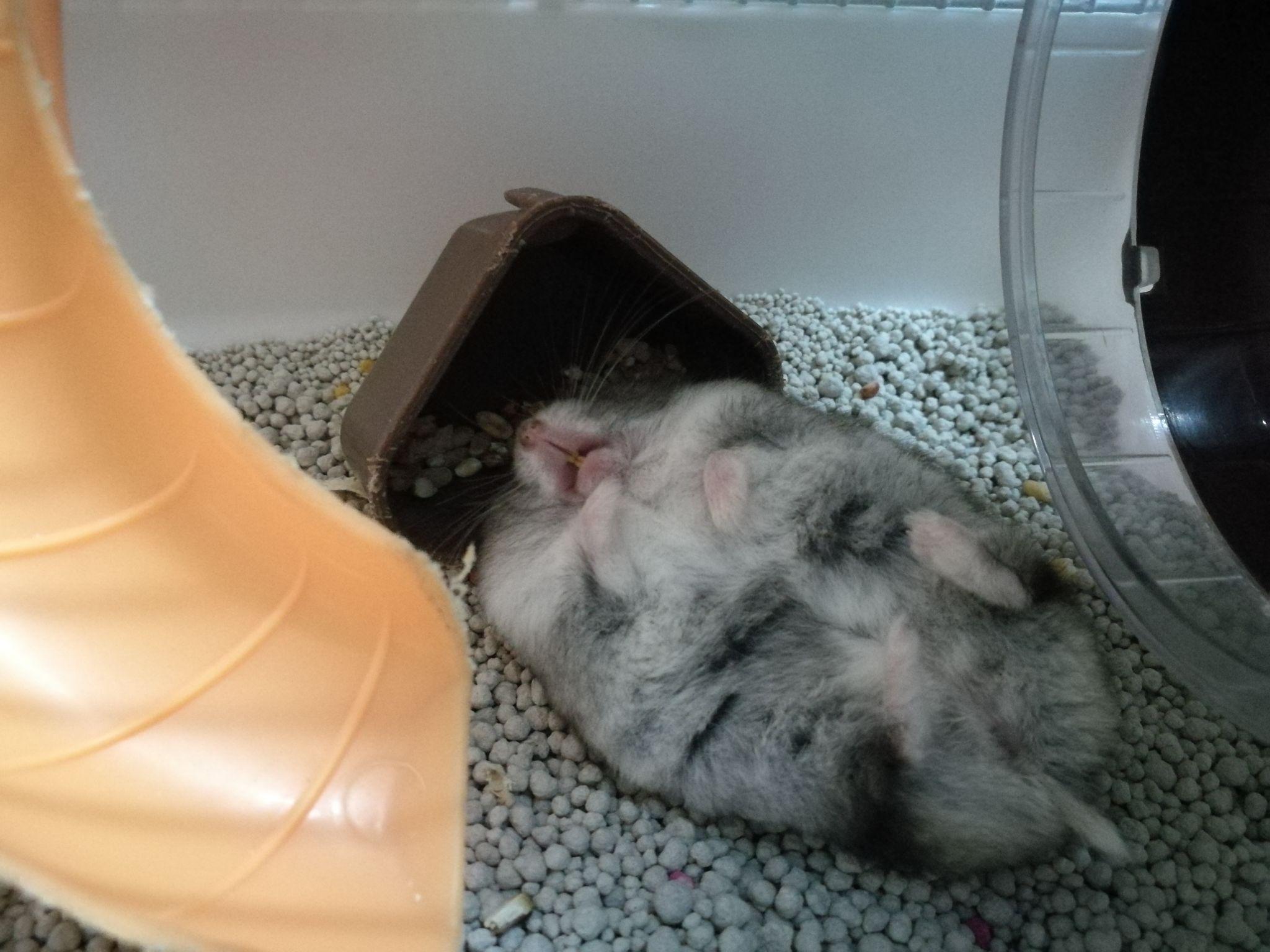 仓鼠睡觉时是怎样的? - 知乎