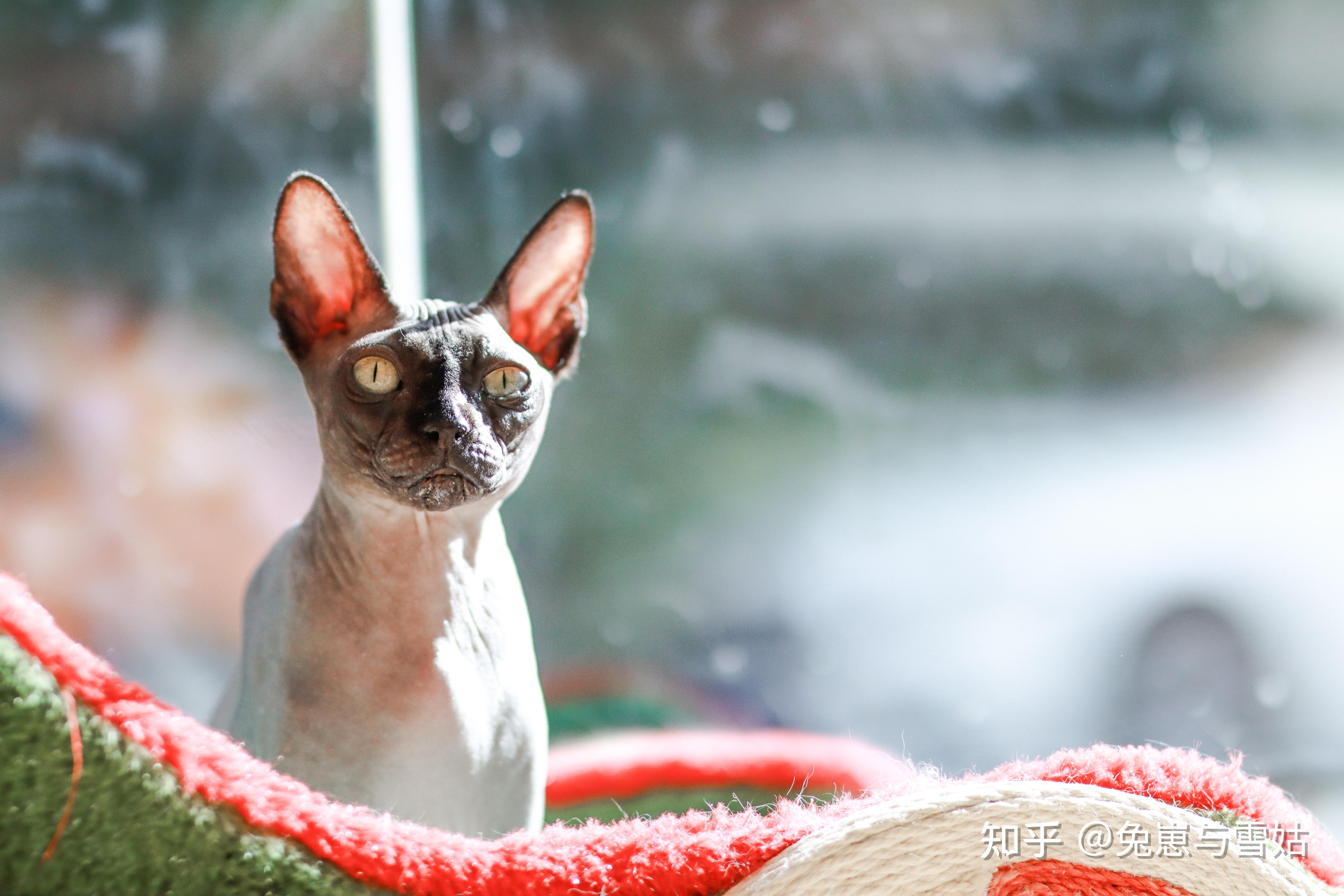 斯芬克斯猫