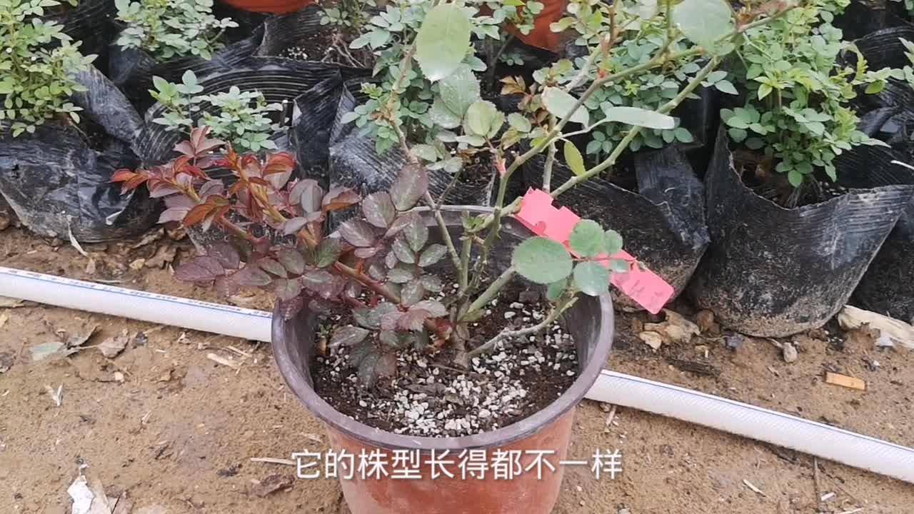 83 次播放植物園藝花卉植物種植相關推薦 2:33秋季樹狀月季的修剪