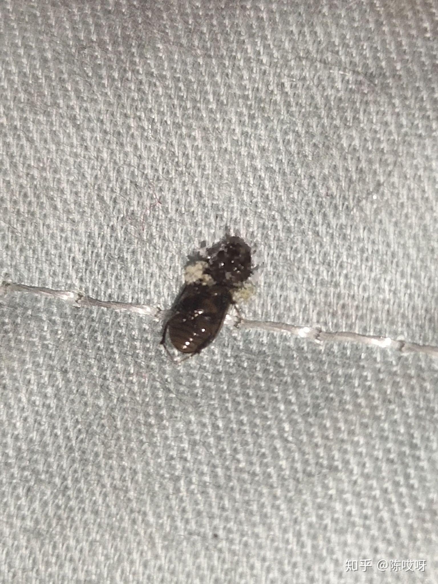 卧室出现好多小黑虫求问这是什么虫子蚊香熏不死