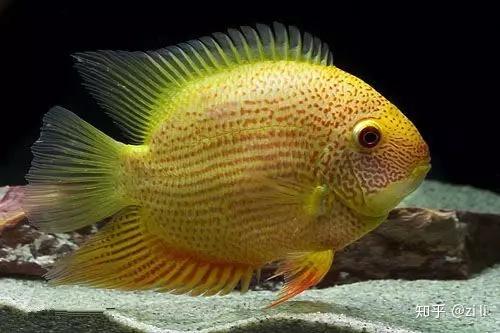 十大苦逼观赏鱼排行榜 它竟然排第五 知乎