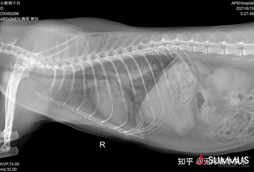 猫肺炎x光图片图片