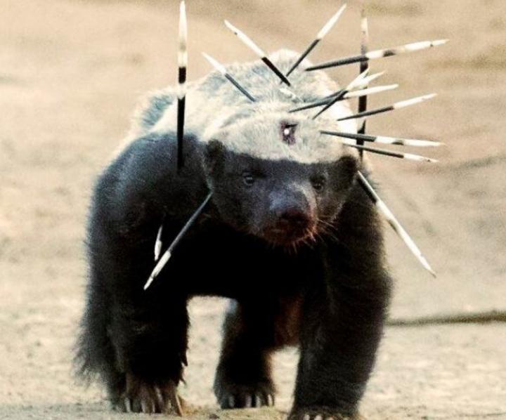 为什么动物进化不出皮甲？