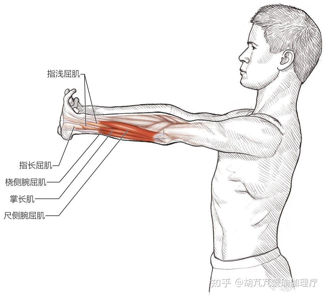 春眠不觉晓,拉伸知多少之手臂,手腕,手掌拉伸运动之后半段