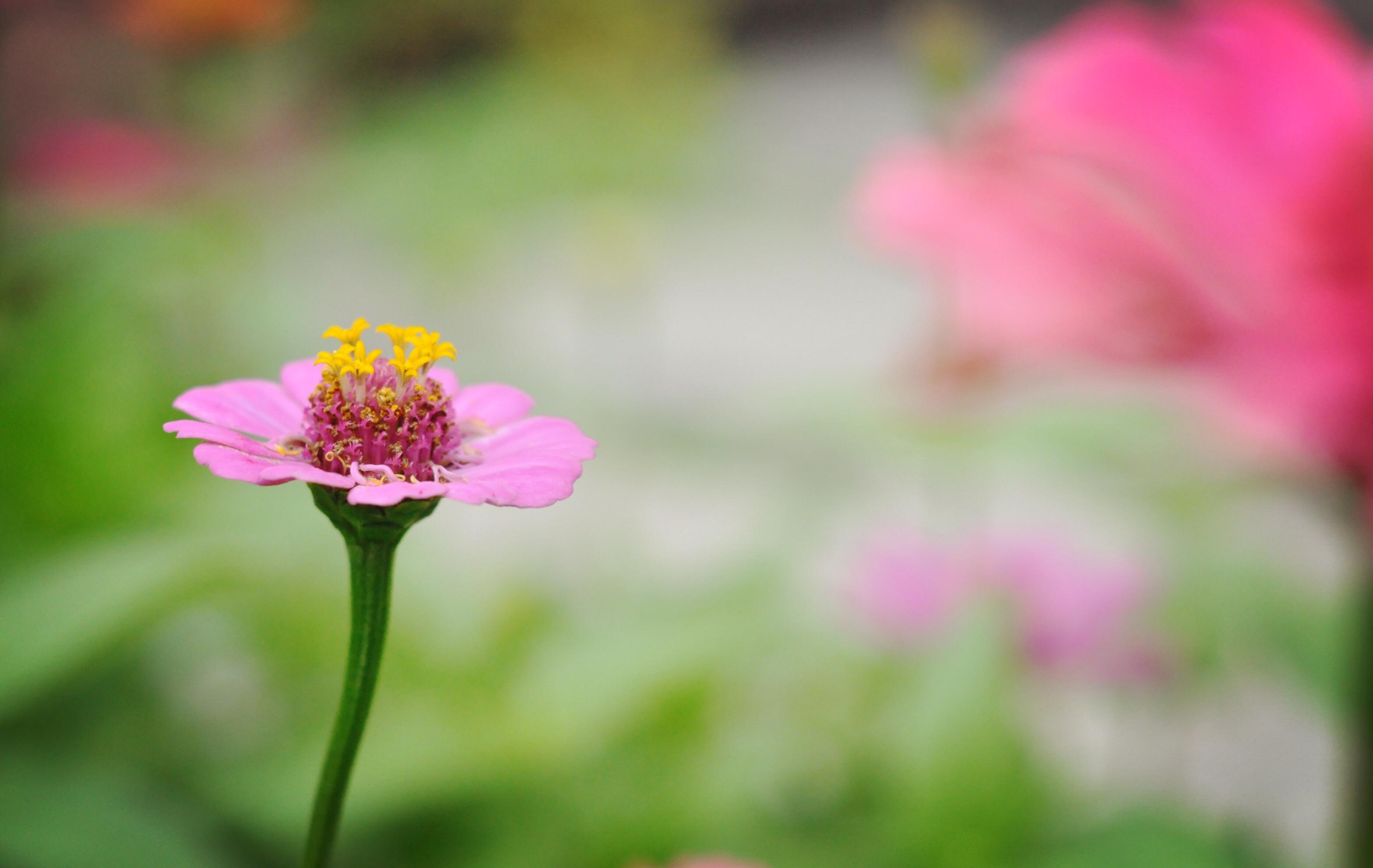 10块钱种子开出的花够拍一个下午的