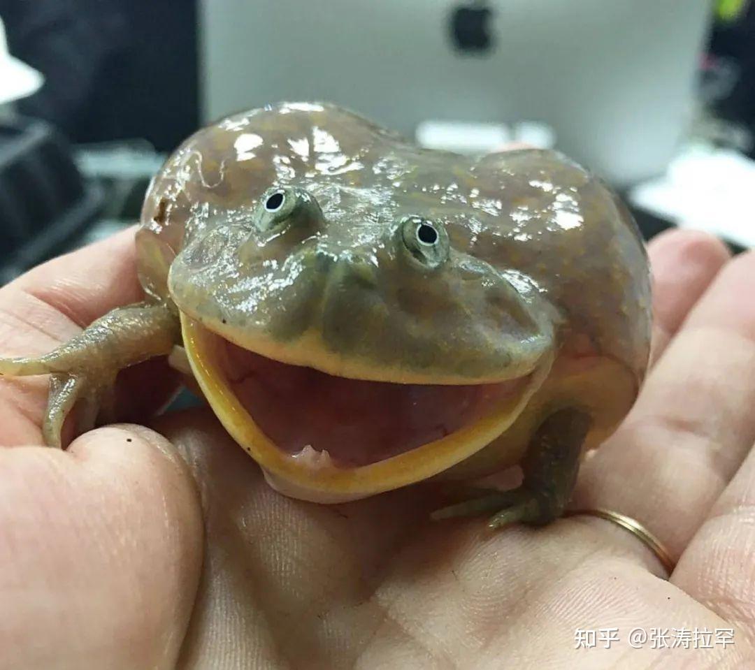 蛙怪奇谈同类相食小丑蛙短腿胖胖鼓眼侠
