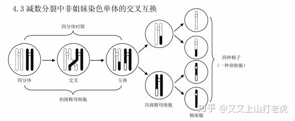干货l高三第二轮复习生物知识结构网络 六 知乎