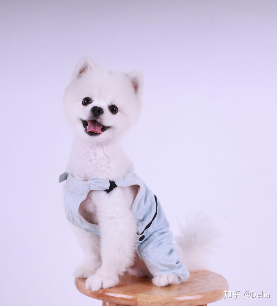 是不是所有博美都适合俊介发型