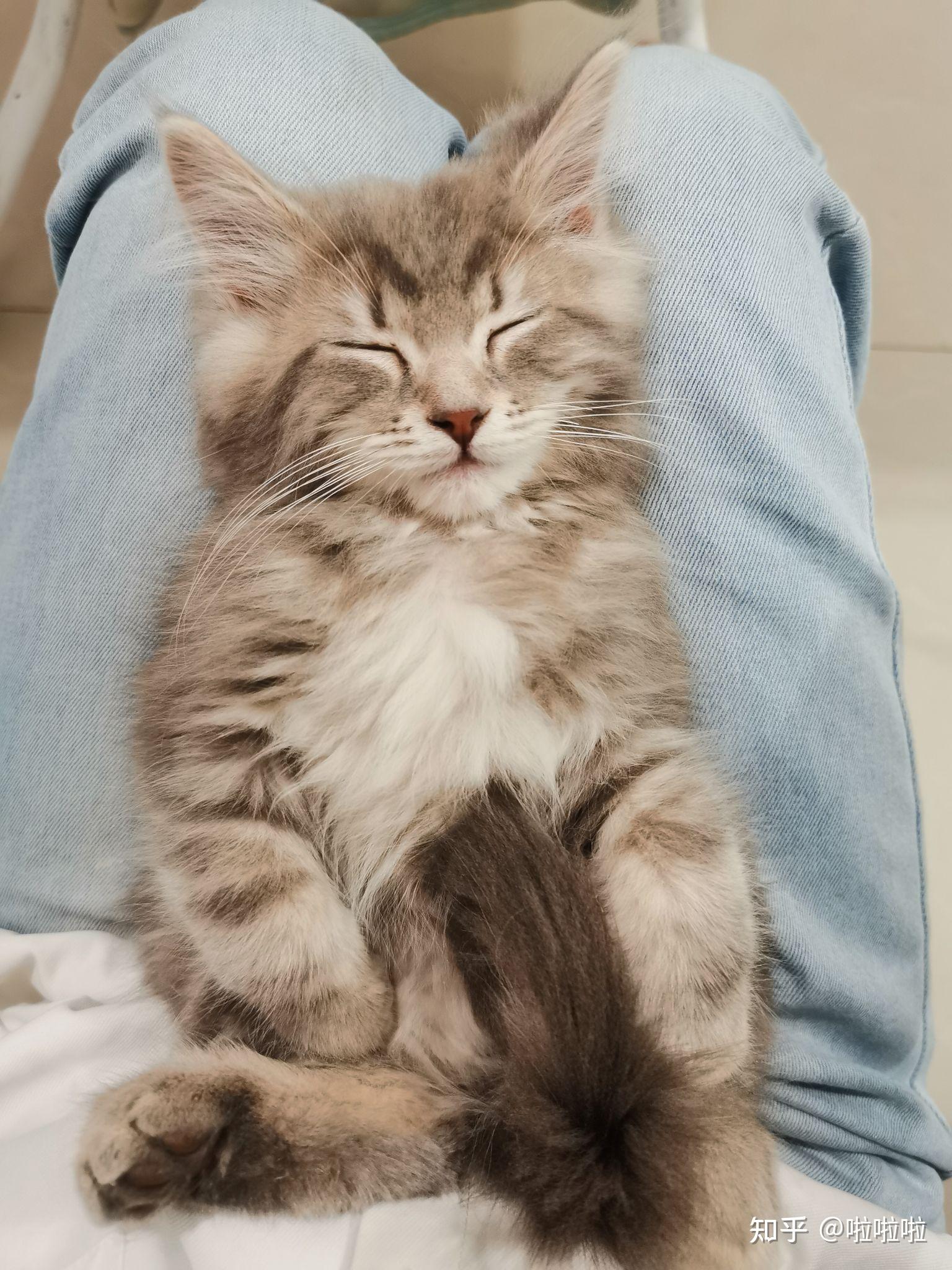 大伙有养英短串布偶的图嘛