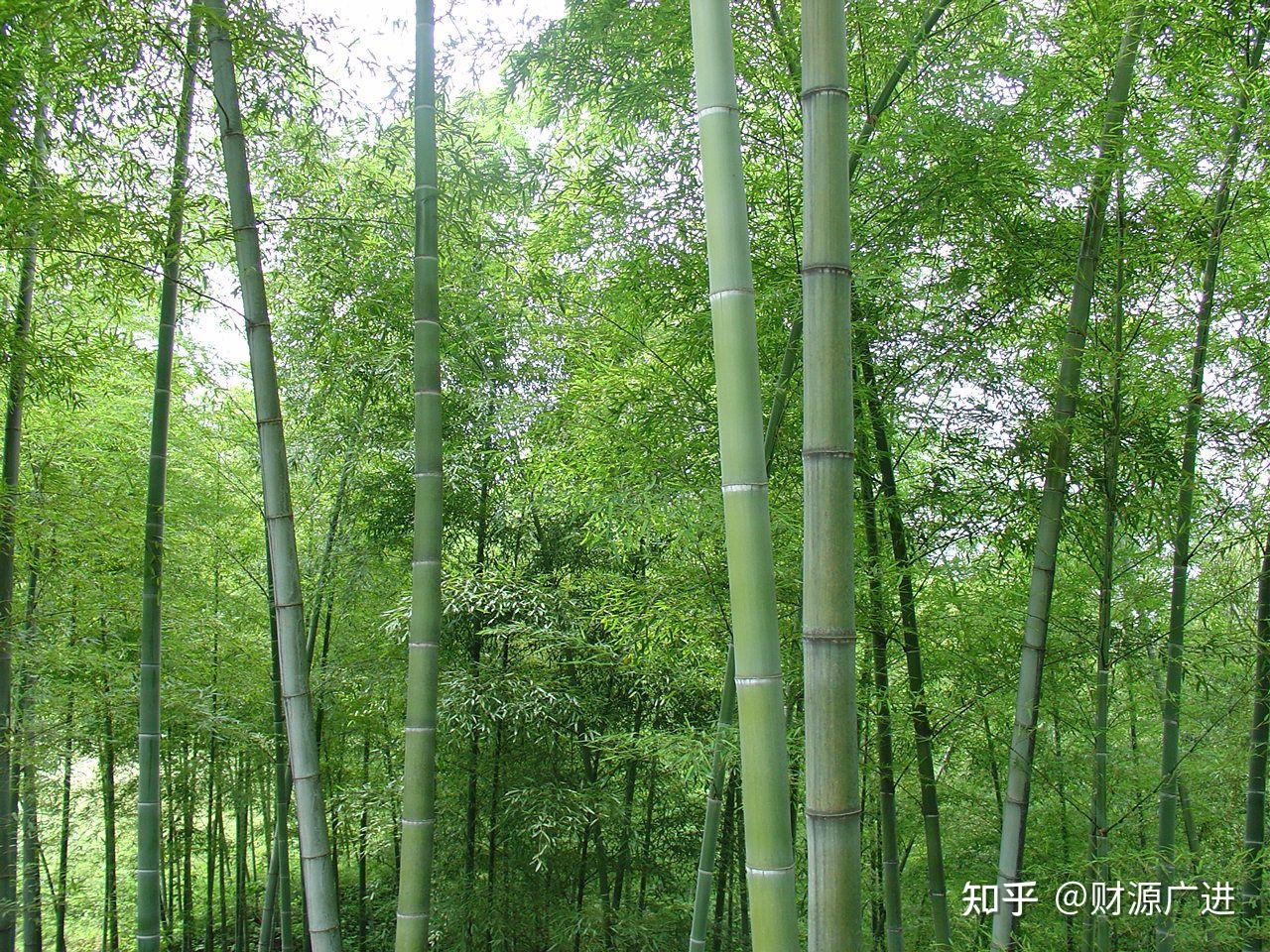 楠竹