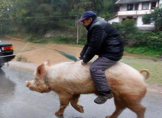 怎么样才能正确的骑猪?