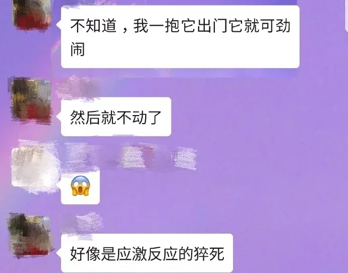 猫咪洗澡应激后果 v2-08084acfe7771b1f792543cbc81b4554_r.jpg