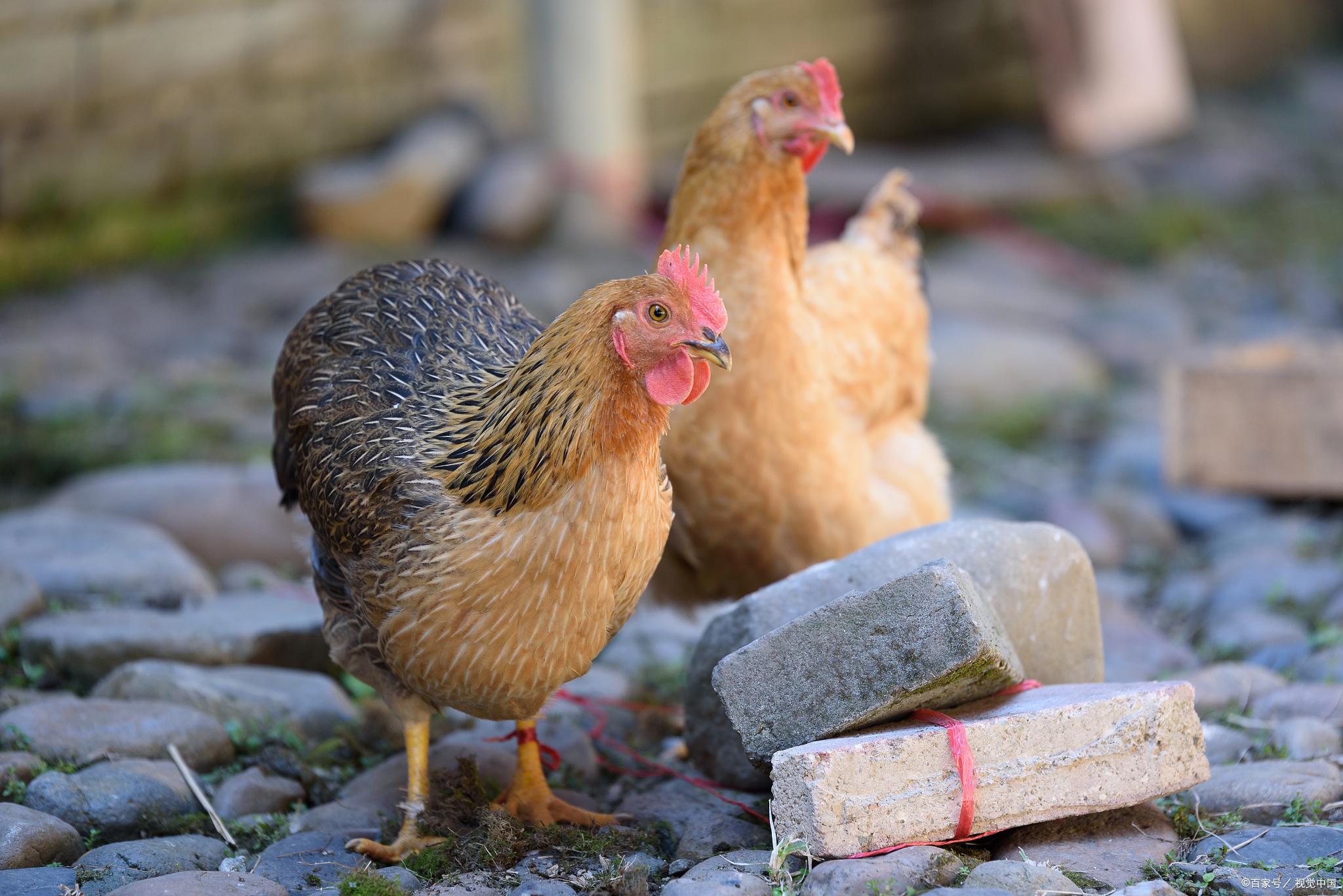 环境监控技术为养鸡户提高生产性能!