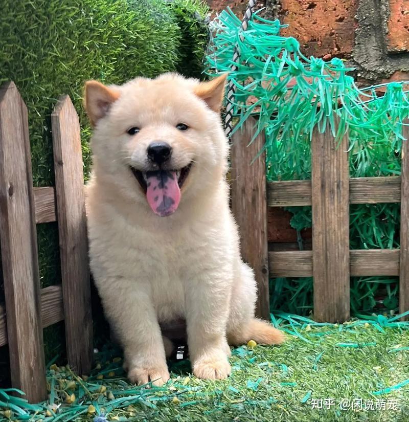 中华田园犬哪个品种好?这七种狗都是热门“本土神犬” - 知乎