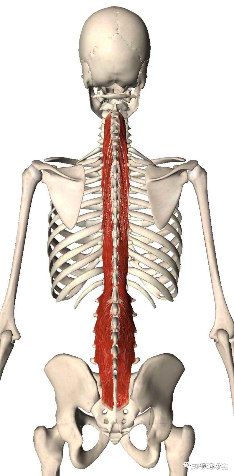 多裂肌的位置图图片