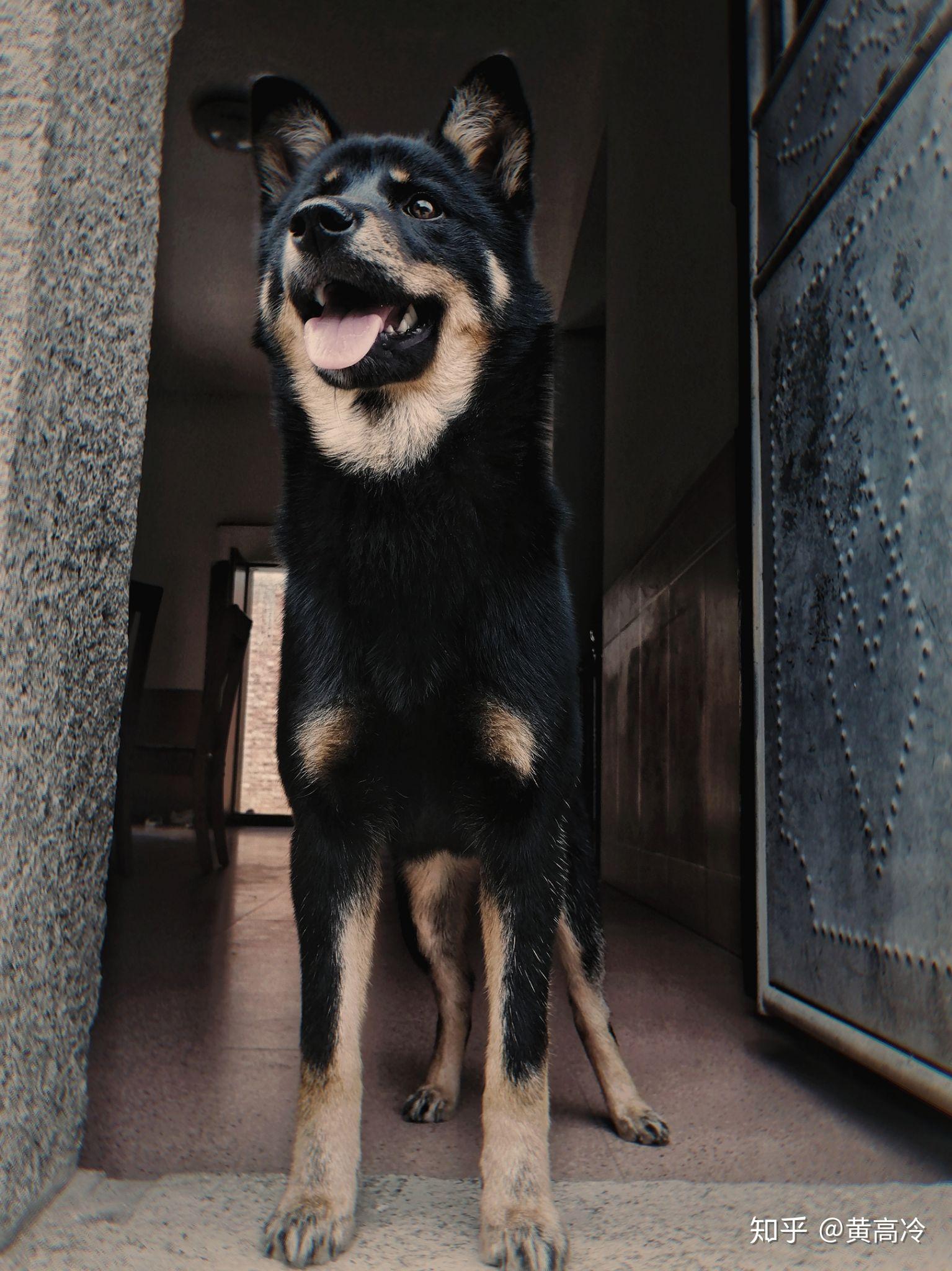 如何挑选四眼铁包金铁包银田园犬