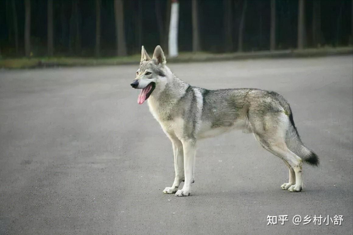 狼犬又分為了很多種種類,例如德國牧羊犬,狼青,馬犬,捷克狼犬,昆明犬