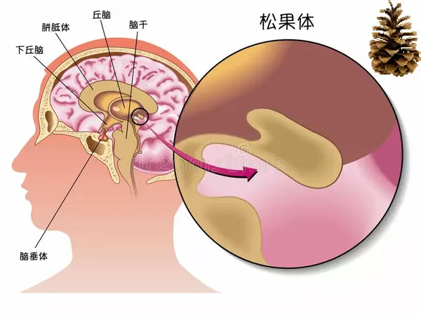 松果体解剖位置示意图图片