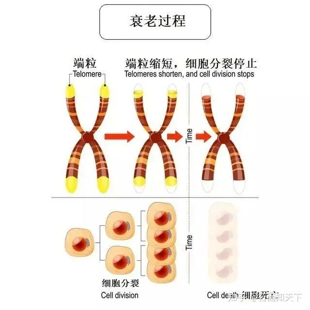 端粒的长度决定了寿命的长短，这样做可以延长端粒？ - 知乎