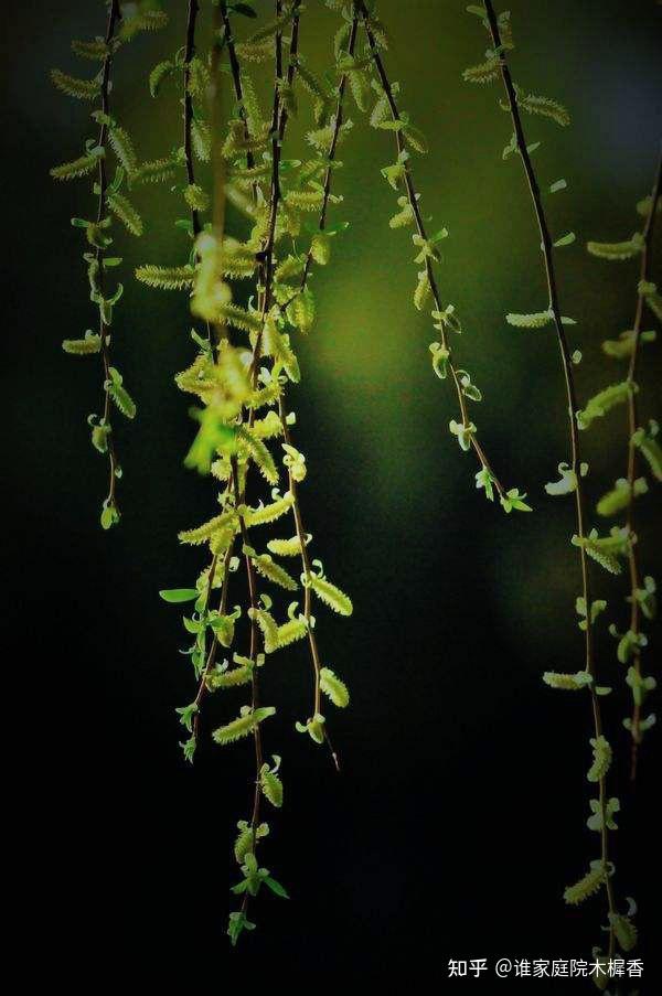 苏轼在给好友的信中,写了一首杨花词,花人合一,唯美深情 - 知乎