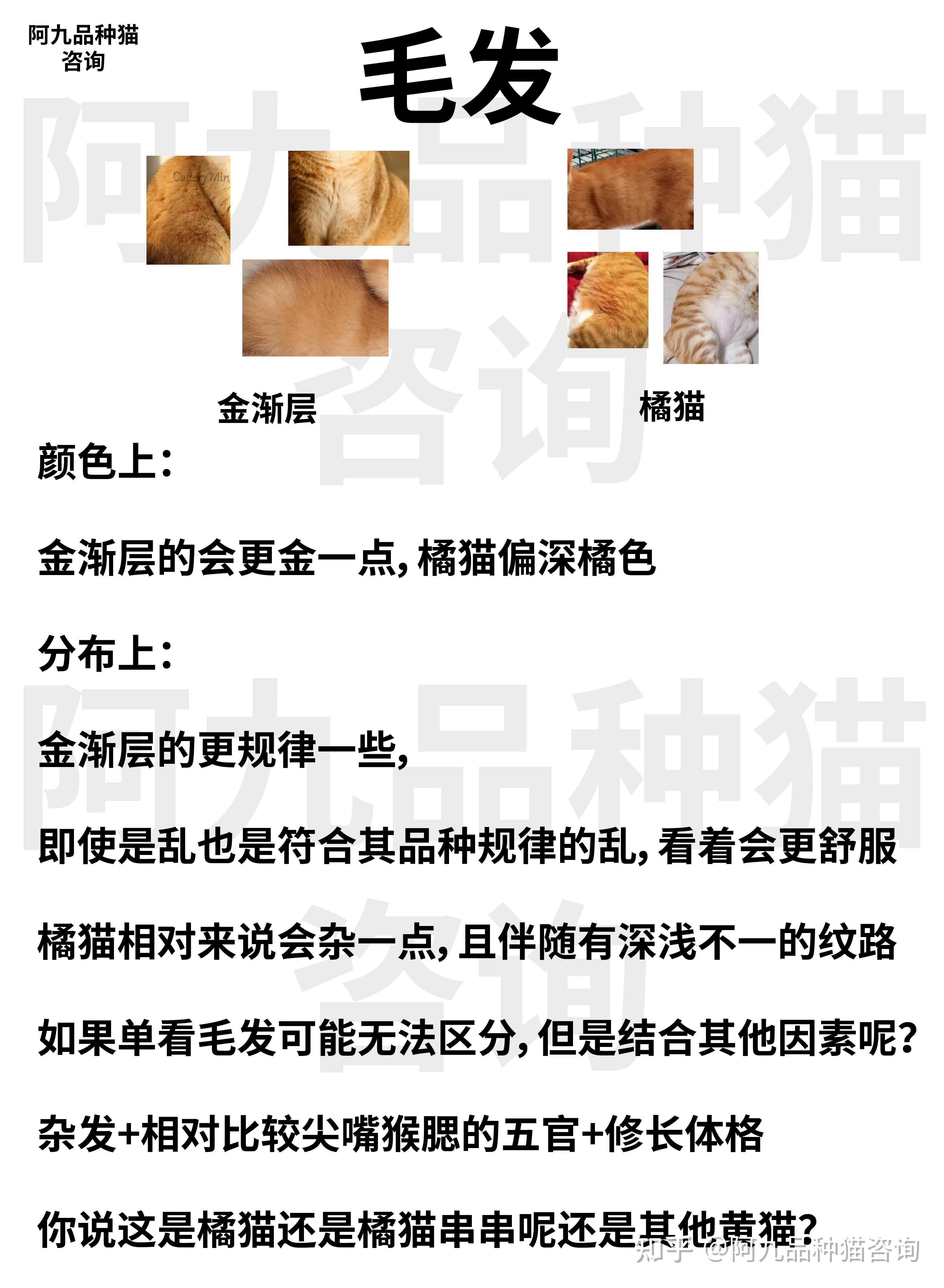 橘猫金渐层串橘猫多少钱有橘猫血统吗为什么长得像橘猫英短橘猫差别是