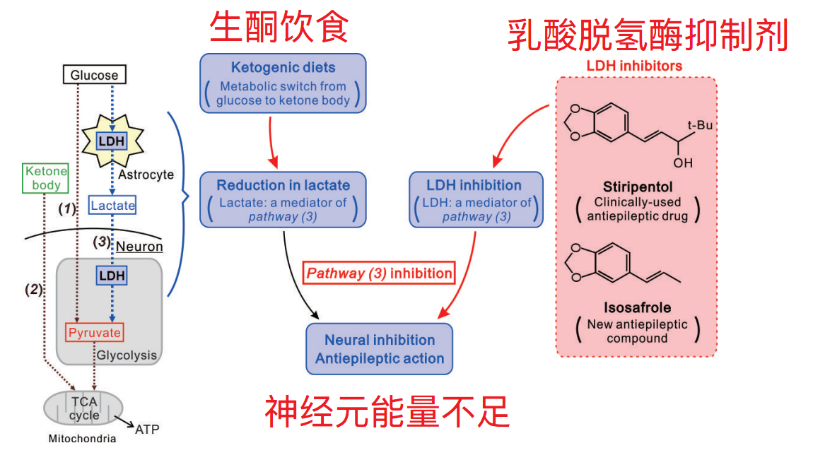 生酮饮食导致乳酸利用不足