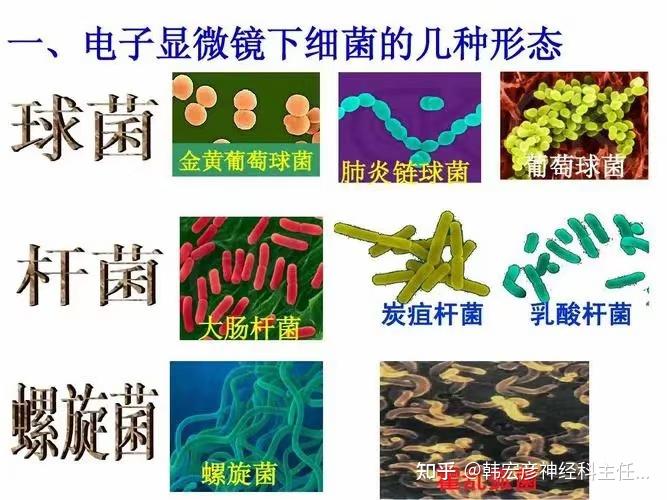 细菌基本形态与大小 - 知乎