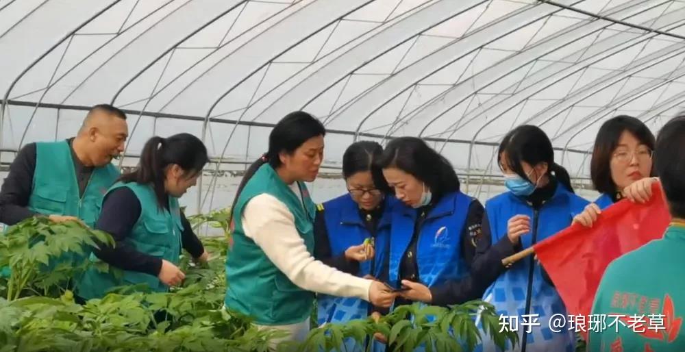 青岛琅琊台不老草图片