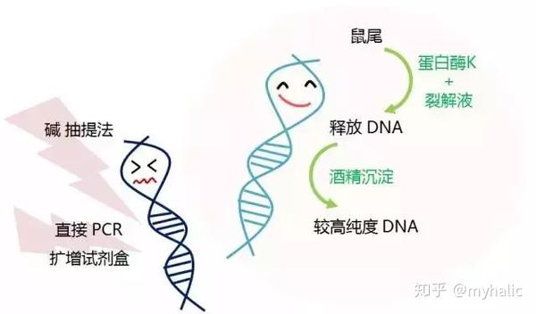 收好这份protocol 你就是鉴鼠专家 知乎