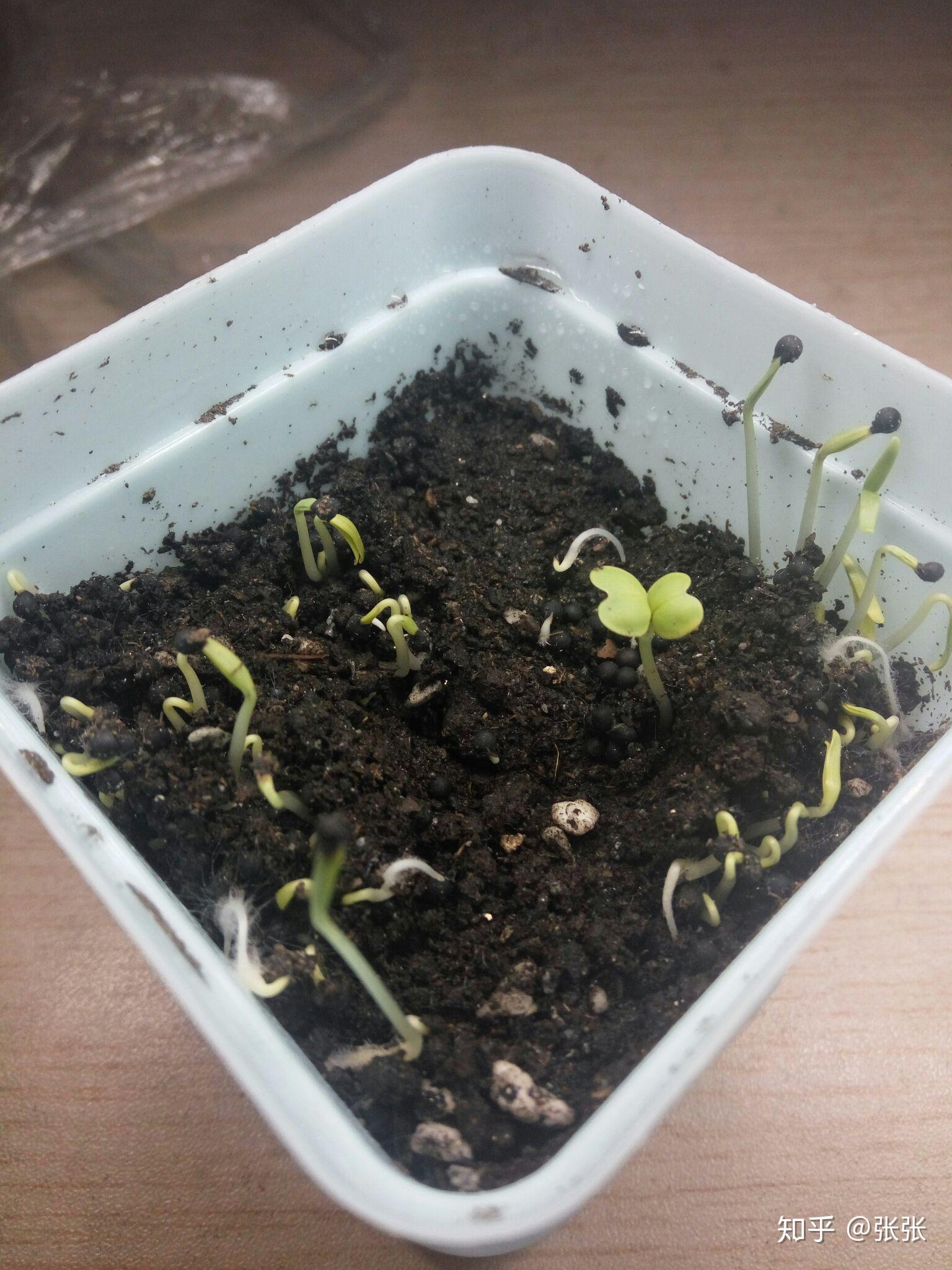 在网上买的满天星种子真的能种粗来吗