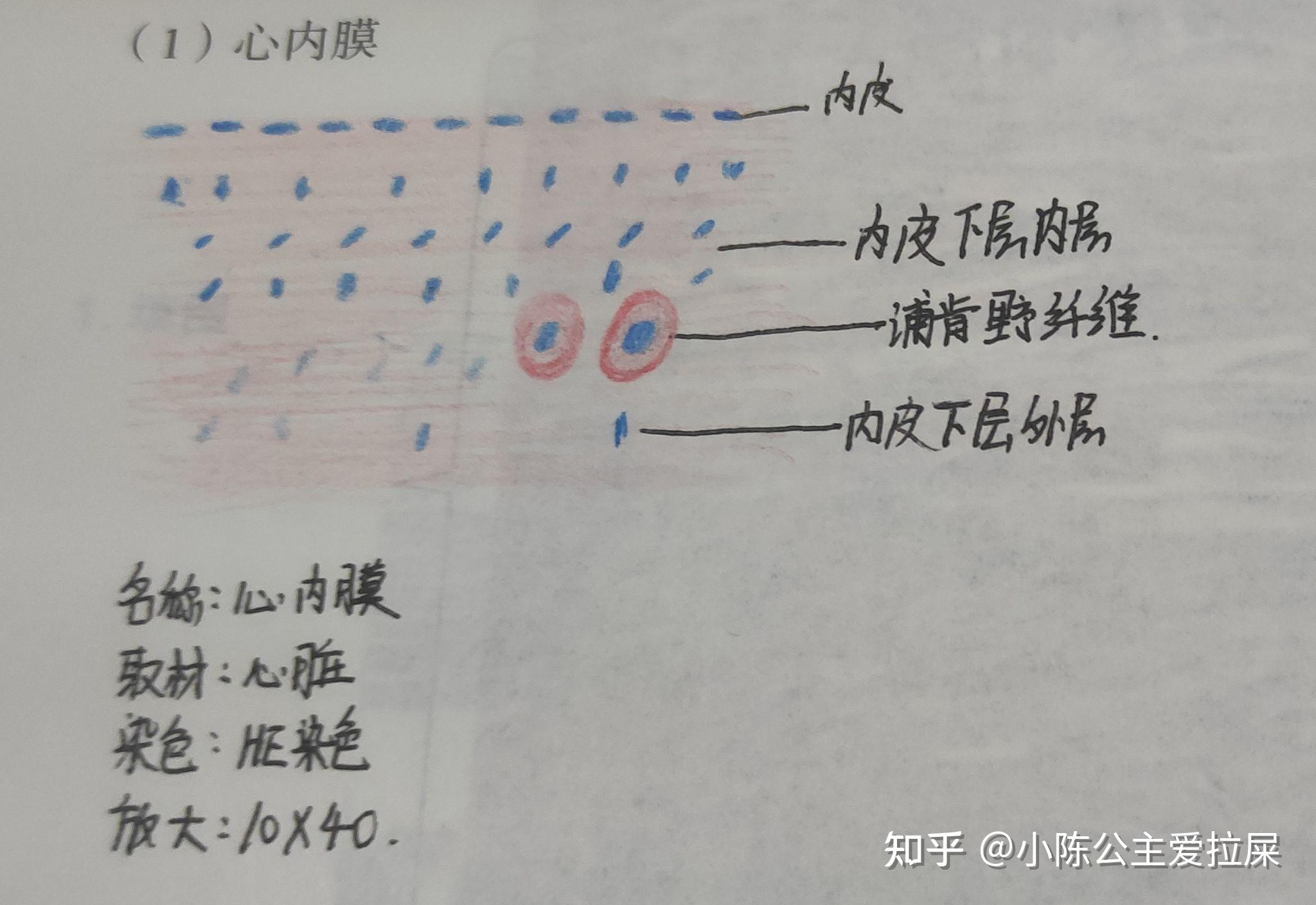 组胚红蓝铅笔绘图