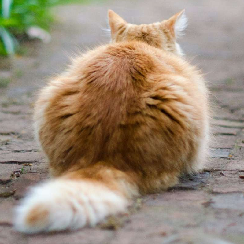 梨数码
