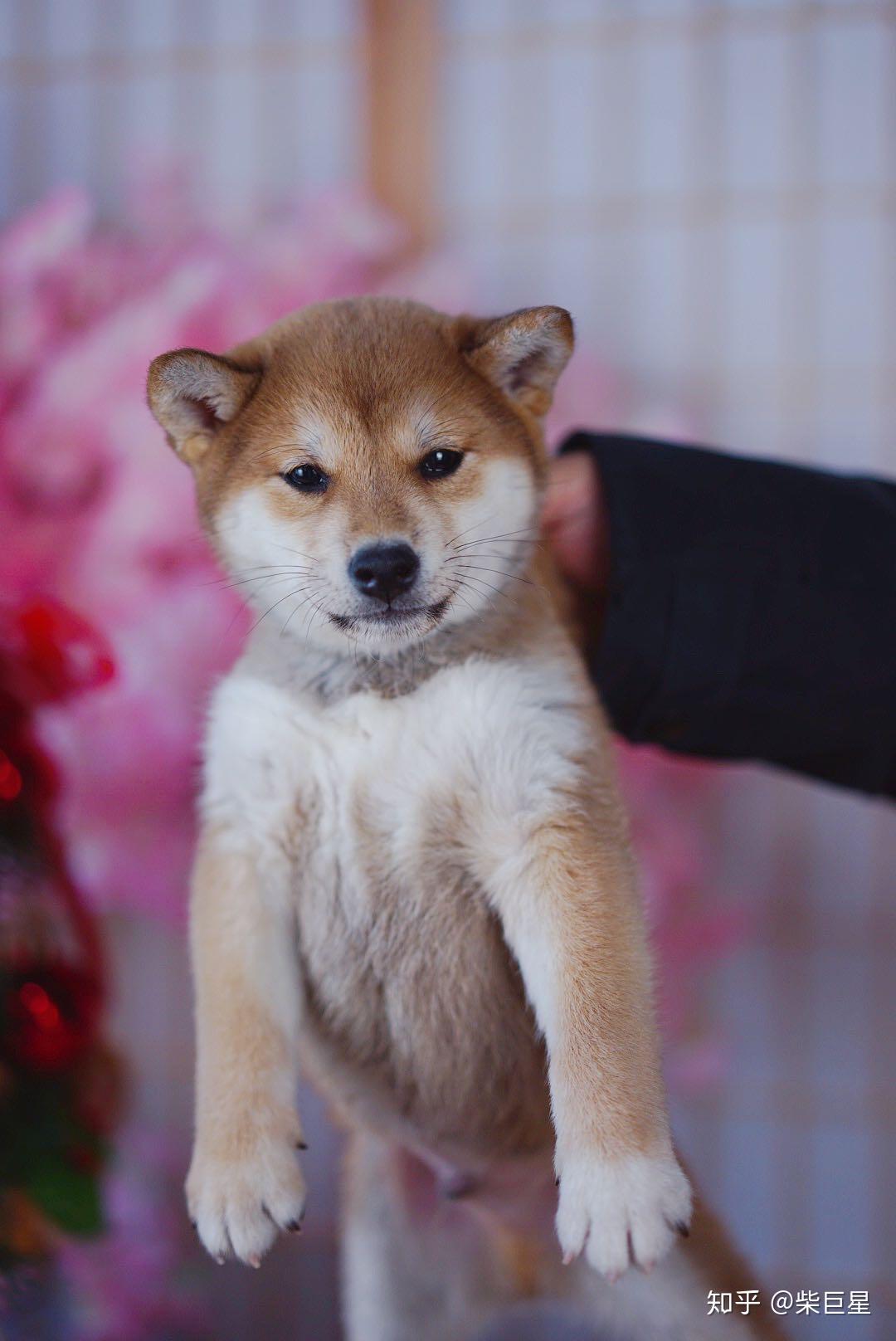 淺草柴犬屋的柴犬怎麼樣?