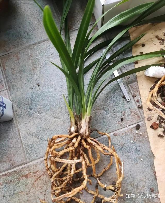 花草最爱3种皮,经常用花根粗,叶子亮,勤开花 - 知乎