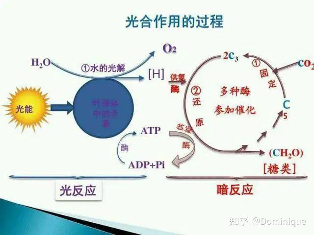 植物为何需要光合作用?阐述光合作用的重要性 - 知乎
