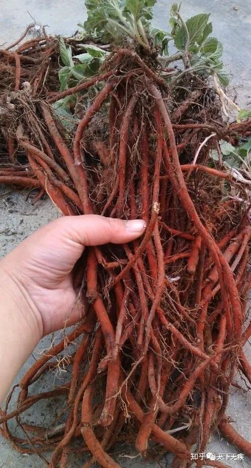 "吃核桃补脑""吃腰果补肾"之类搞笑的理论,可否列举其他? - 知乎