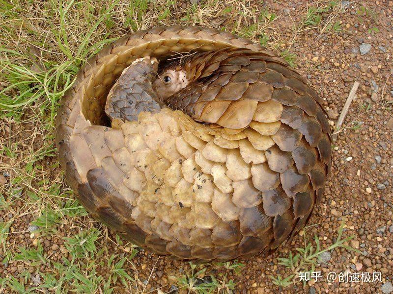 穿山甲鳞片坚硬如何?连狮子都束手无策,令人惊叹 - 知乎