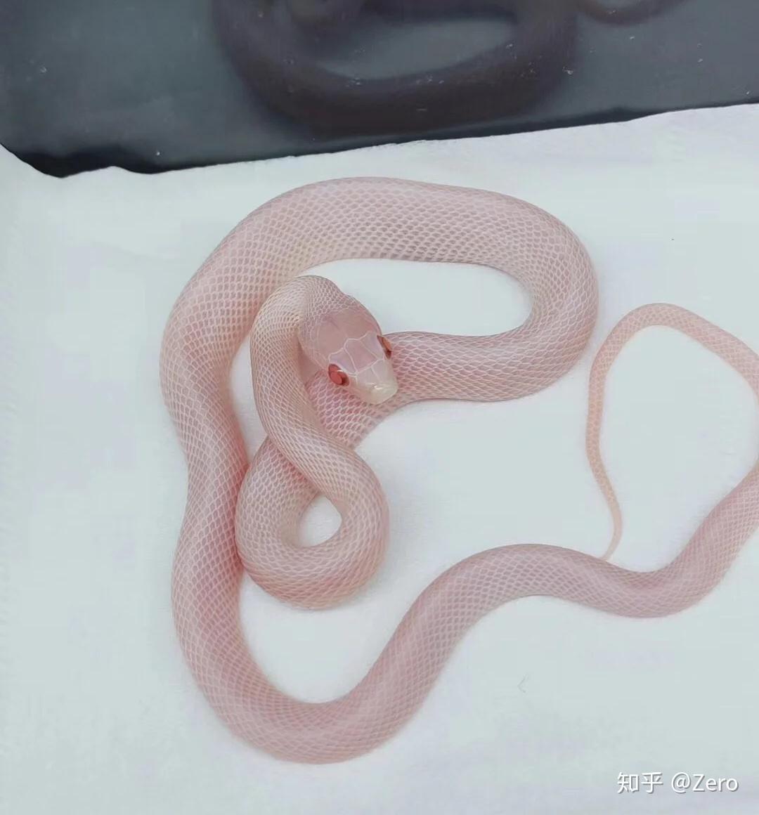 哪里可以买到宠物蛇? - 知乎