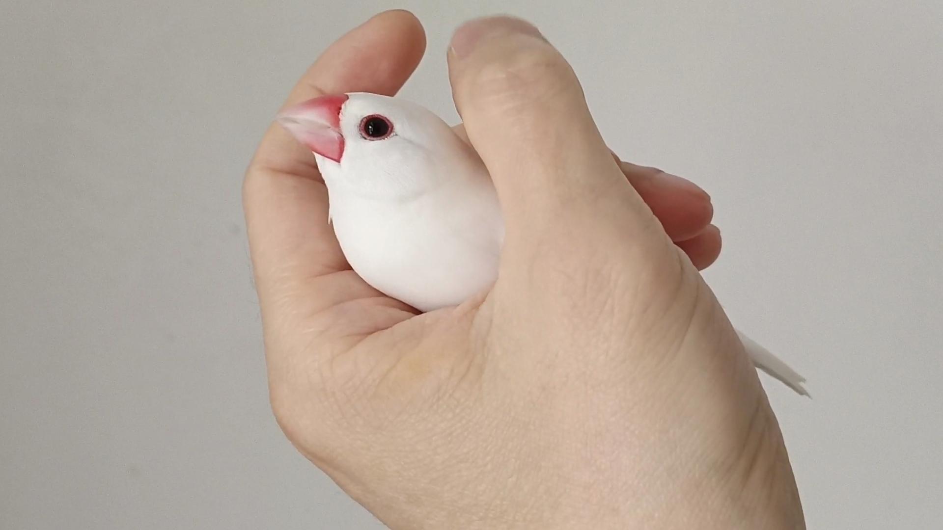 手养文鸟黏人的程度会让你爱不释手,可吸可盘飞,随叫随到 - 知乎