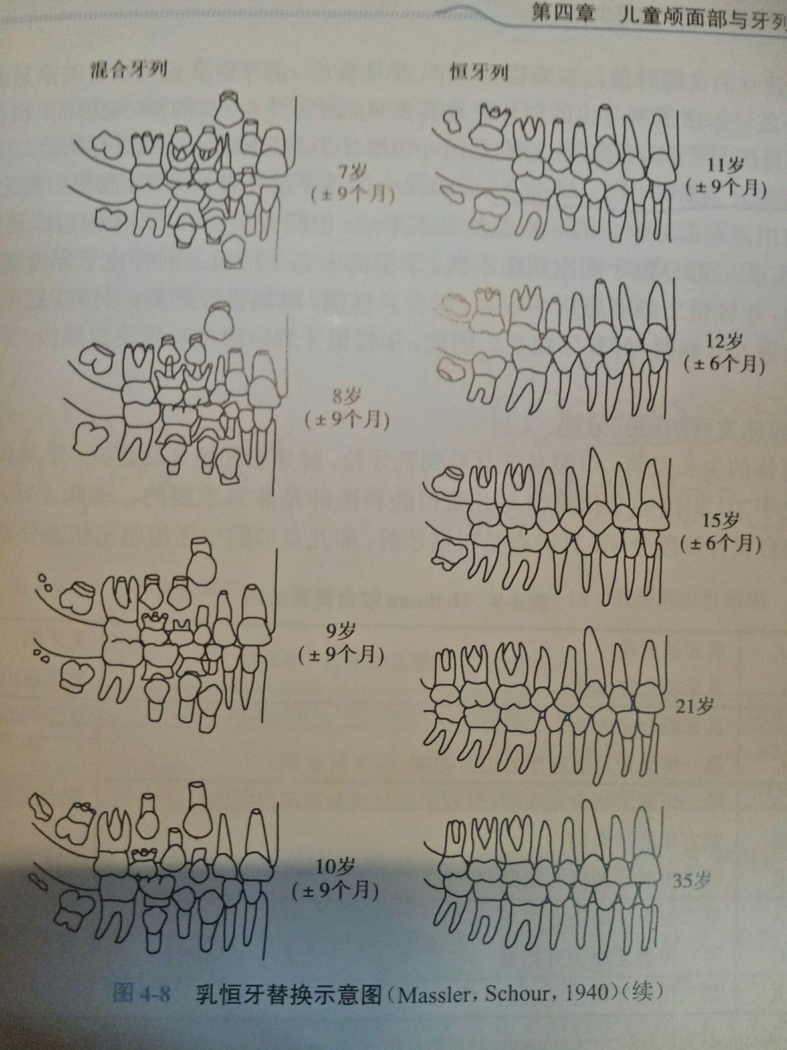 寶寶長牙順序圖寶寶換牙順序圖